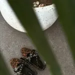 Leopard Ballerina