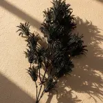 Noir Fern Stem