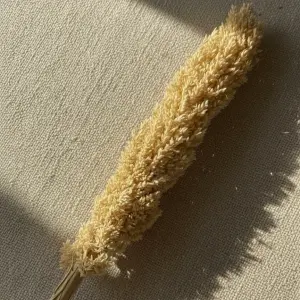 Sola Bloom Stem