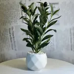 Olive Touch Planter