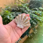 The Royal Seashell
